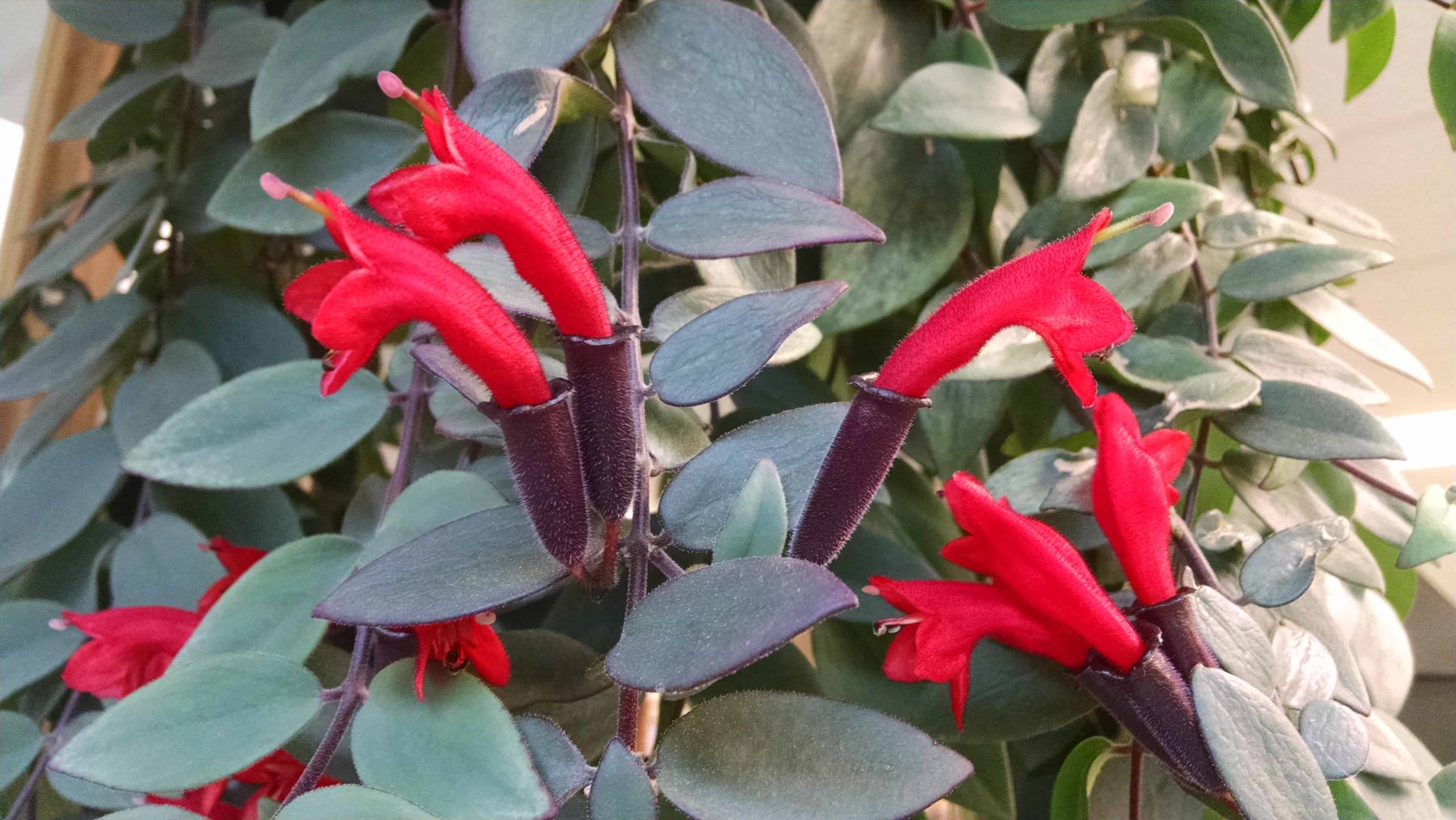 variegated lipstick plant detail image