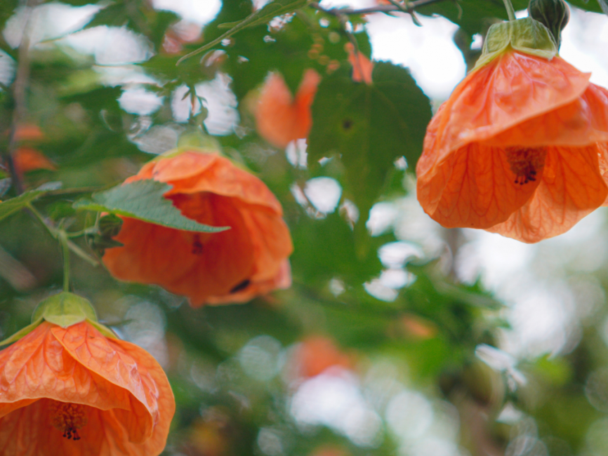Lucky Lantern Tangerine Flowering Maple with vibrant tangerine bell-shaped flowers by Studley Flower Gardens