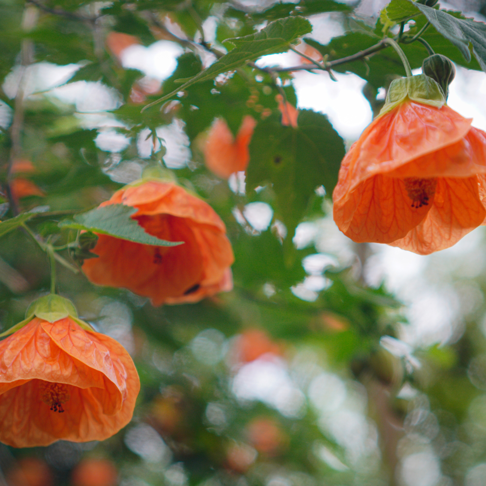 Lucky Lantern Tangerine Flowering Maple with vibrant tangerine bell-shaped flowers by Studley Flower Gardens