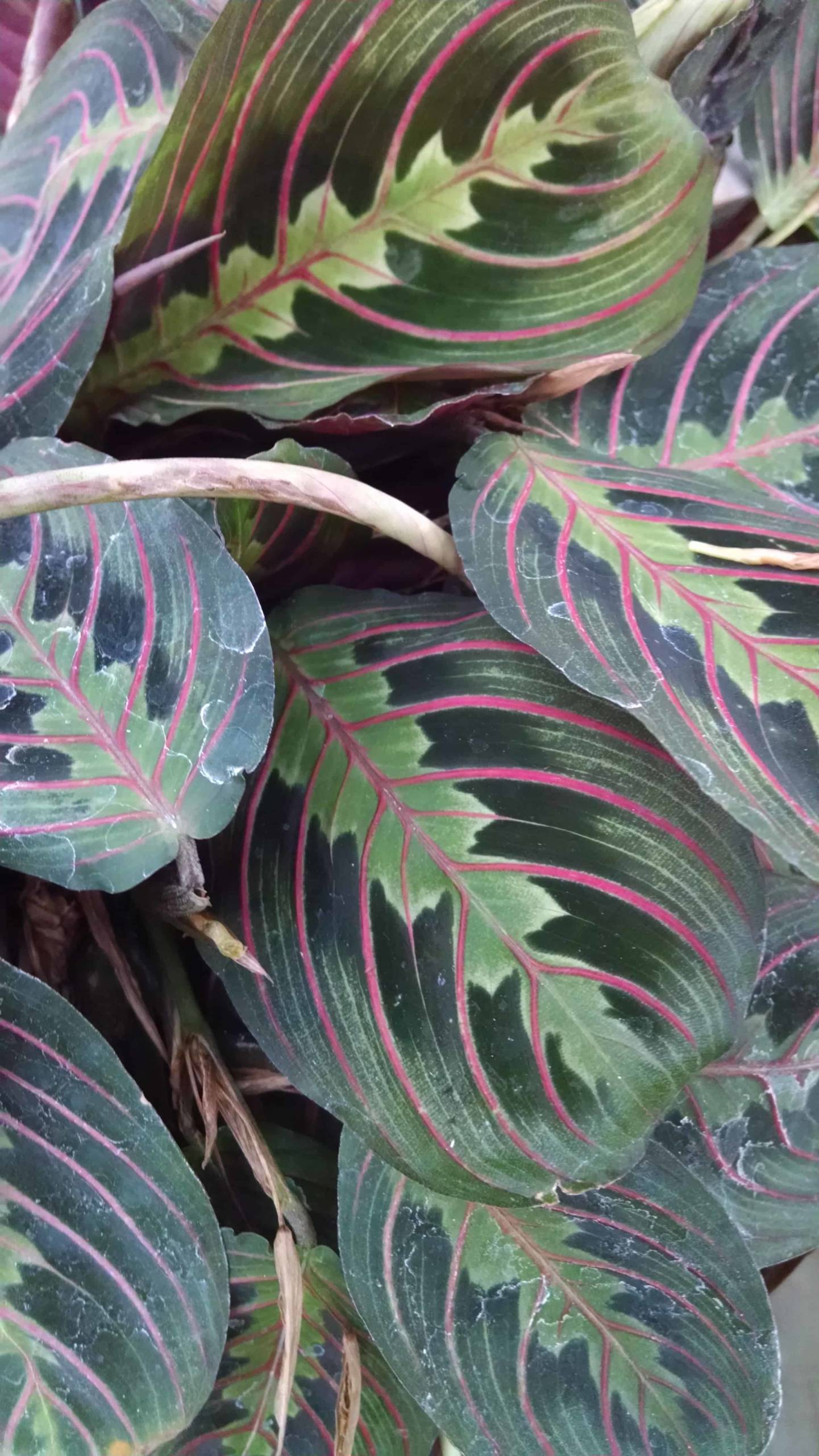 Red prayer plant with marared scaled foliage by Studley Flower Gardens detail image