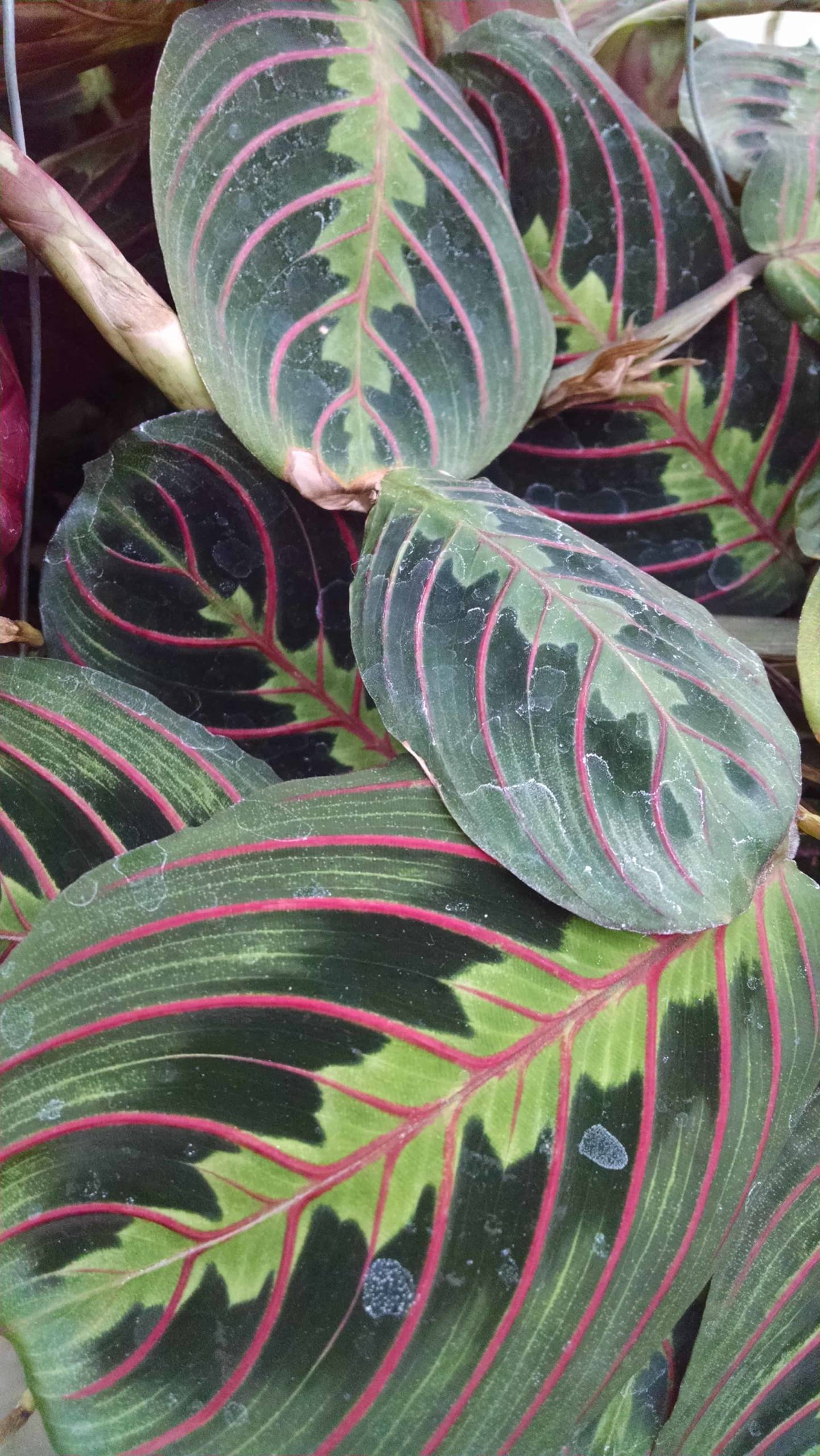red prayer plant detail image