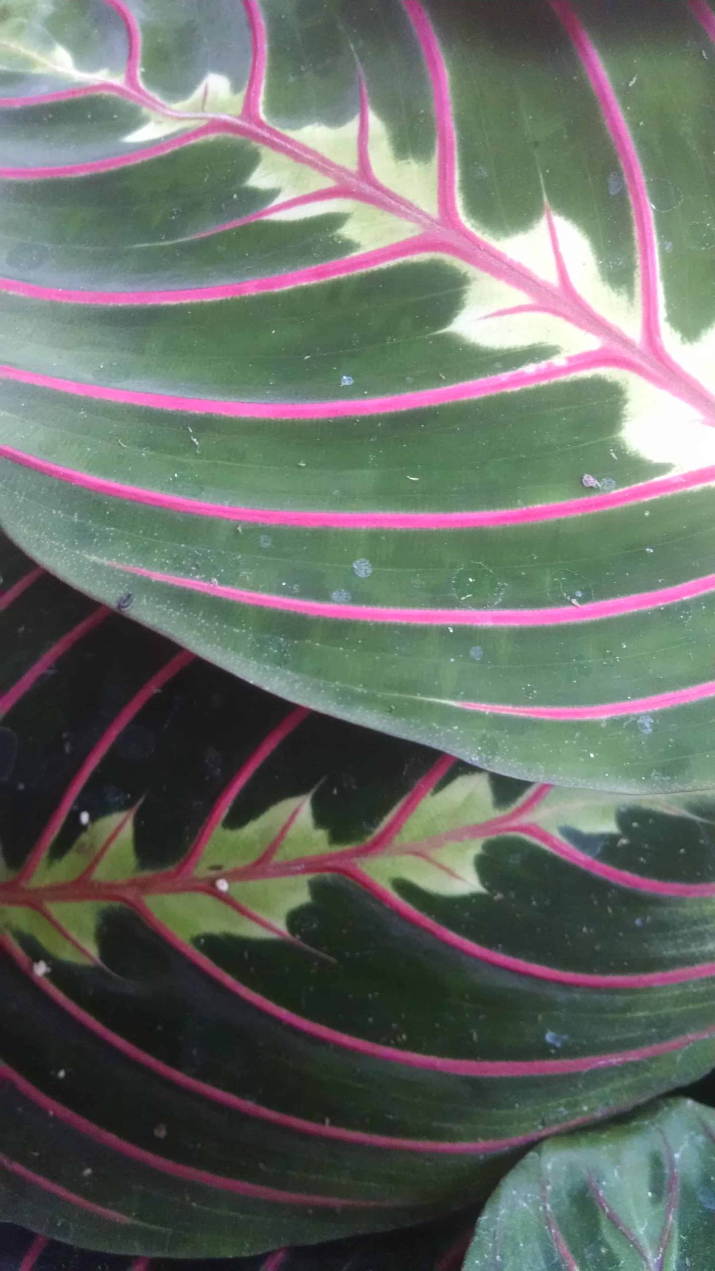 Red prayer plant with marared scaled foliage by Studley Flower Gardens