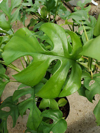 Mini Monstera Rhaphidophora with heart-shaped lobed leaves by Studley Flower Gardens