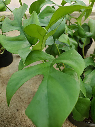 Mini Monstera Rhaphidophora with trailing leaves on windowsill by Studley Flower Gardens