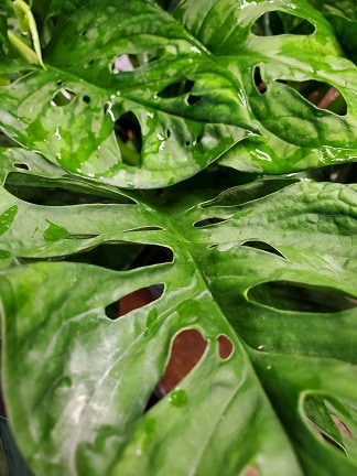 Swiss cheese plant with large heart-shaped leaves and natural holes by Studley Flower Gardens