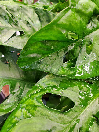 Swiss cheese plant with large split leaves on windowsill by Studley Flower Gardens