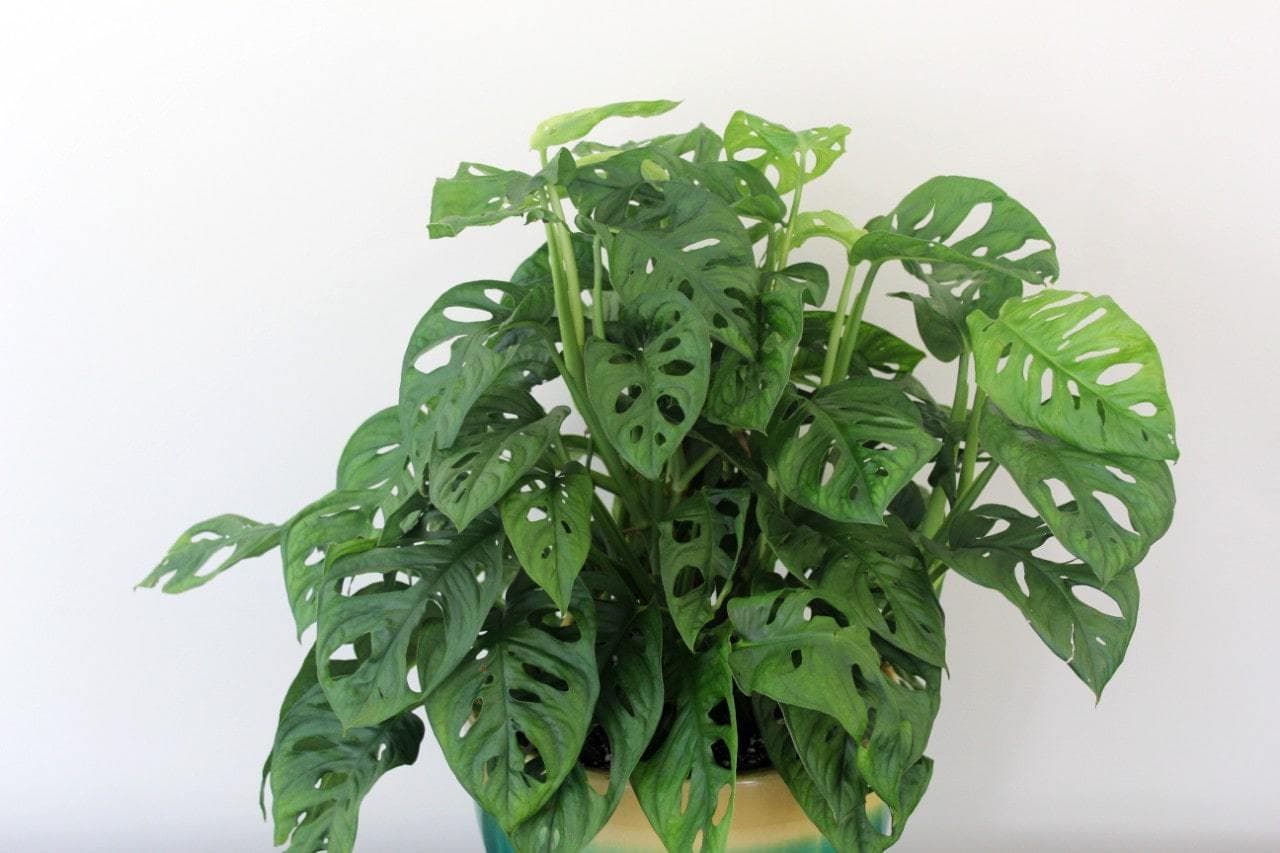Monstera plant with heart-shaped split leaves by Studley Flower Gardens