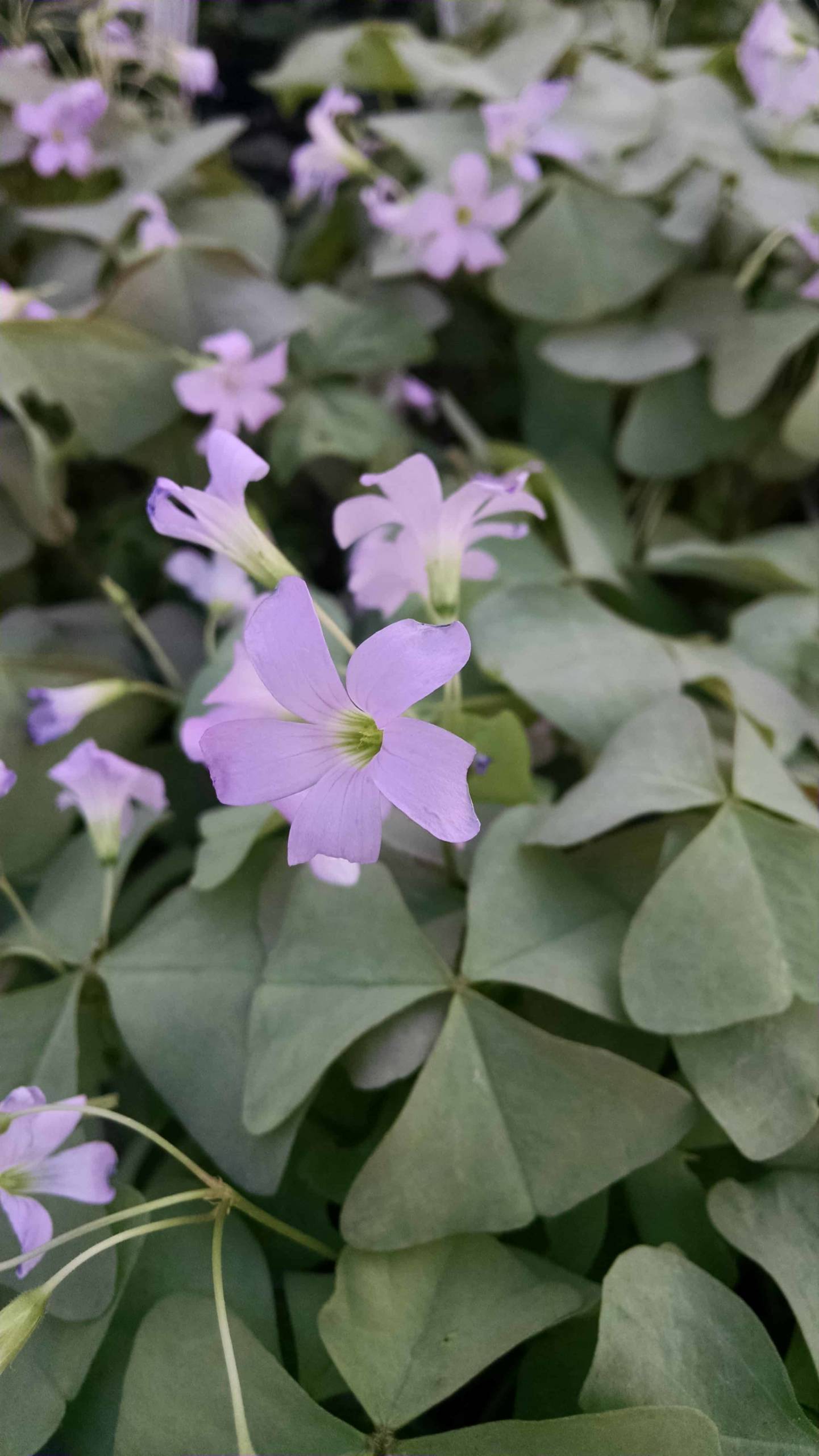 Green oxalis, false shamrock with shamrock-shaped foliage by Studley Flower Gardens
