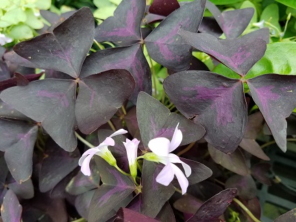 Purple oxalis with shamrock-shaped purple-black foliage by Studley Flower Gardens