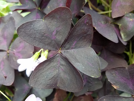 OXALPURP image