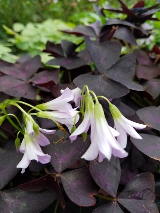 Purple oxalis blooming on a windowsill by Studley Flower Gardens