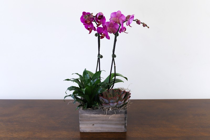Orchid Oasis Garden with tropical plants and miniature orchid by Studley Flower Gardens