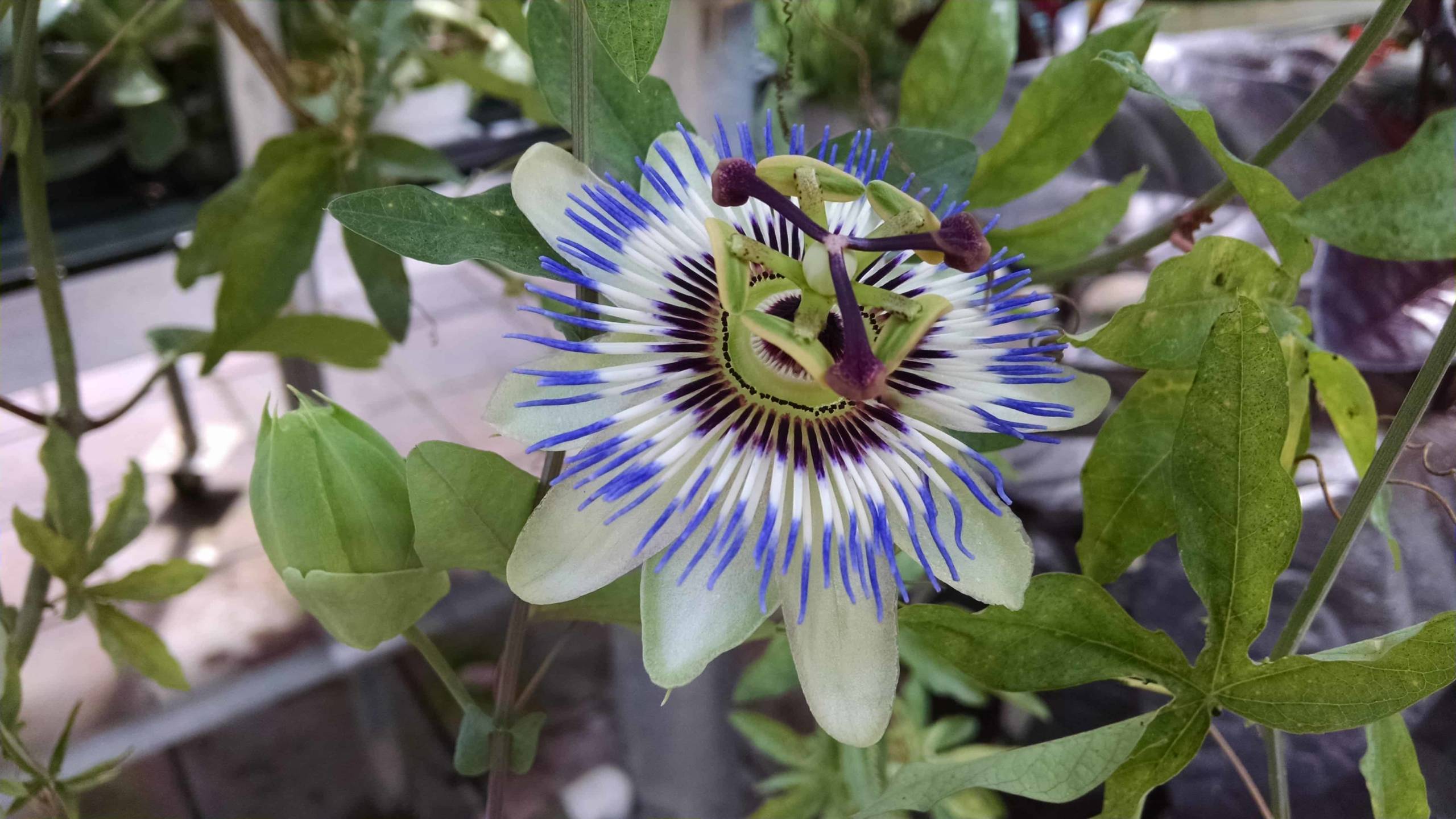 blue bahama passion flower detail image