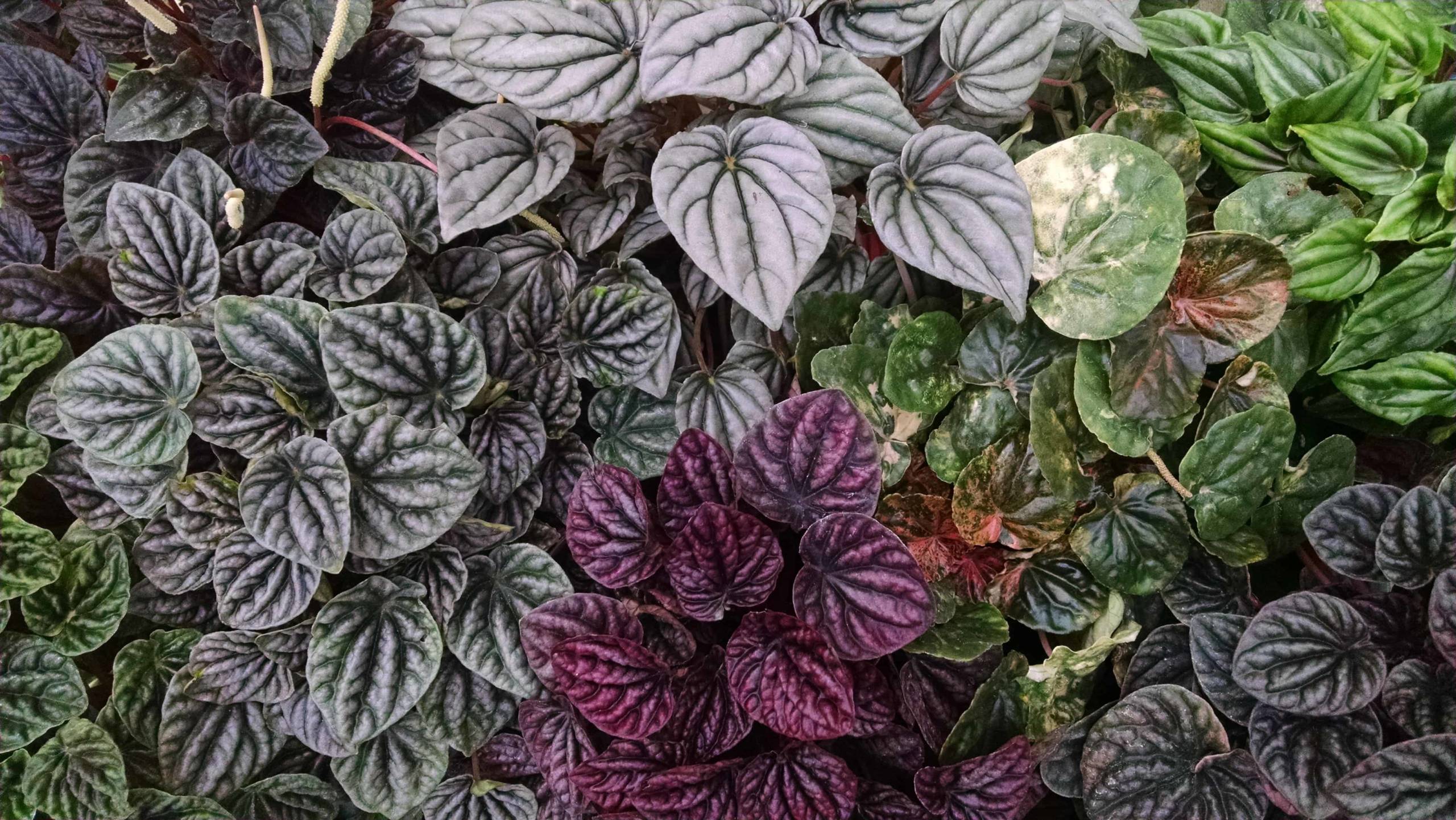3 plant ripple peperomia collection with textured foliage by Studley Flower Gardens