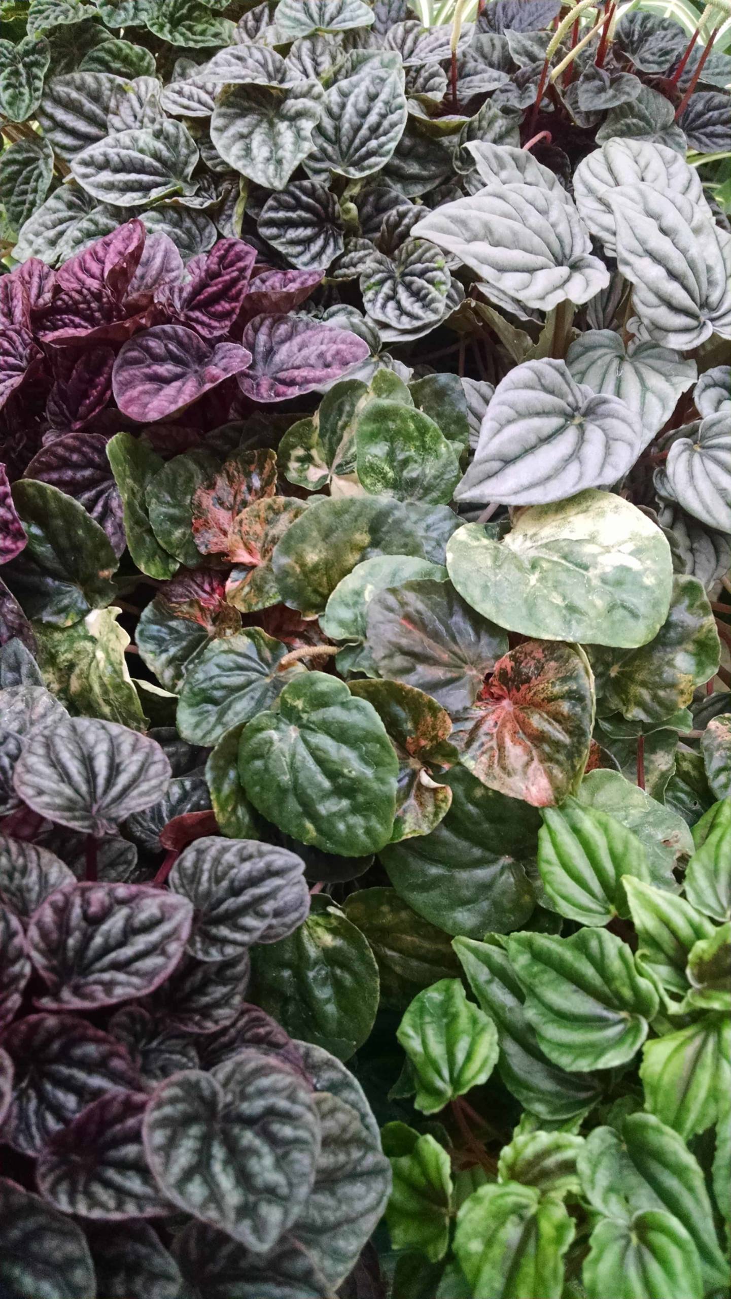 3 plant ripple peperomia collection for windowsill display by Studley Flower Gardens
