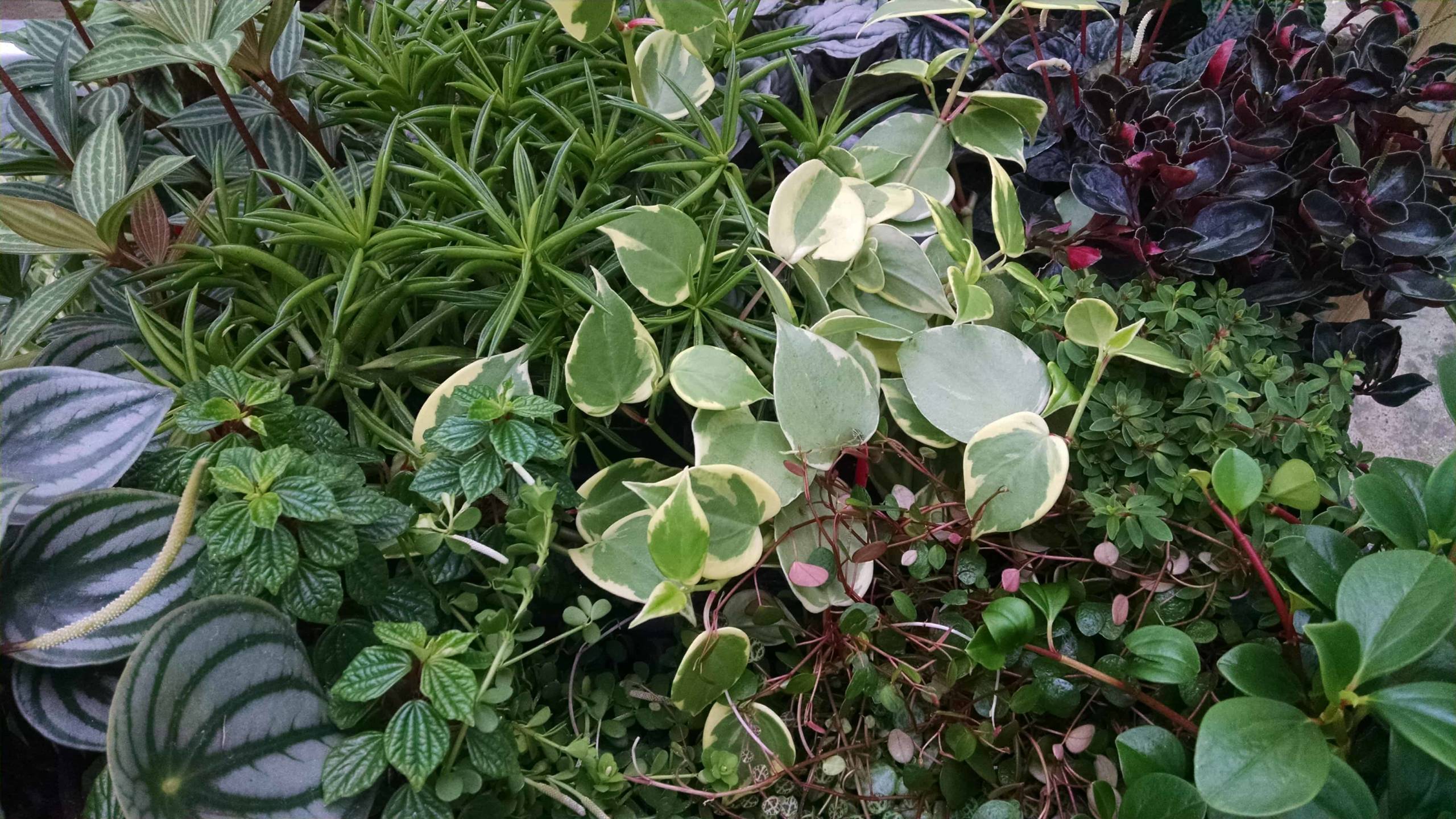 6 plant peperomia collection with varied leaf forms by Studley Flower Gardens