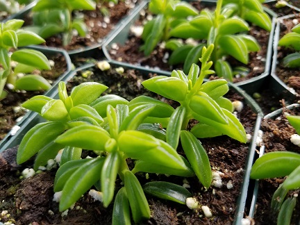 Peperomia axillaris with bright translucent green pea pod shaped leaves by Studley Flower Gardens