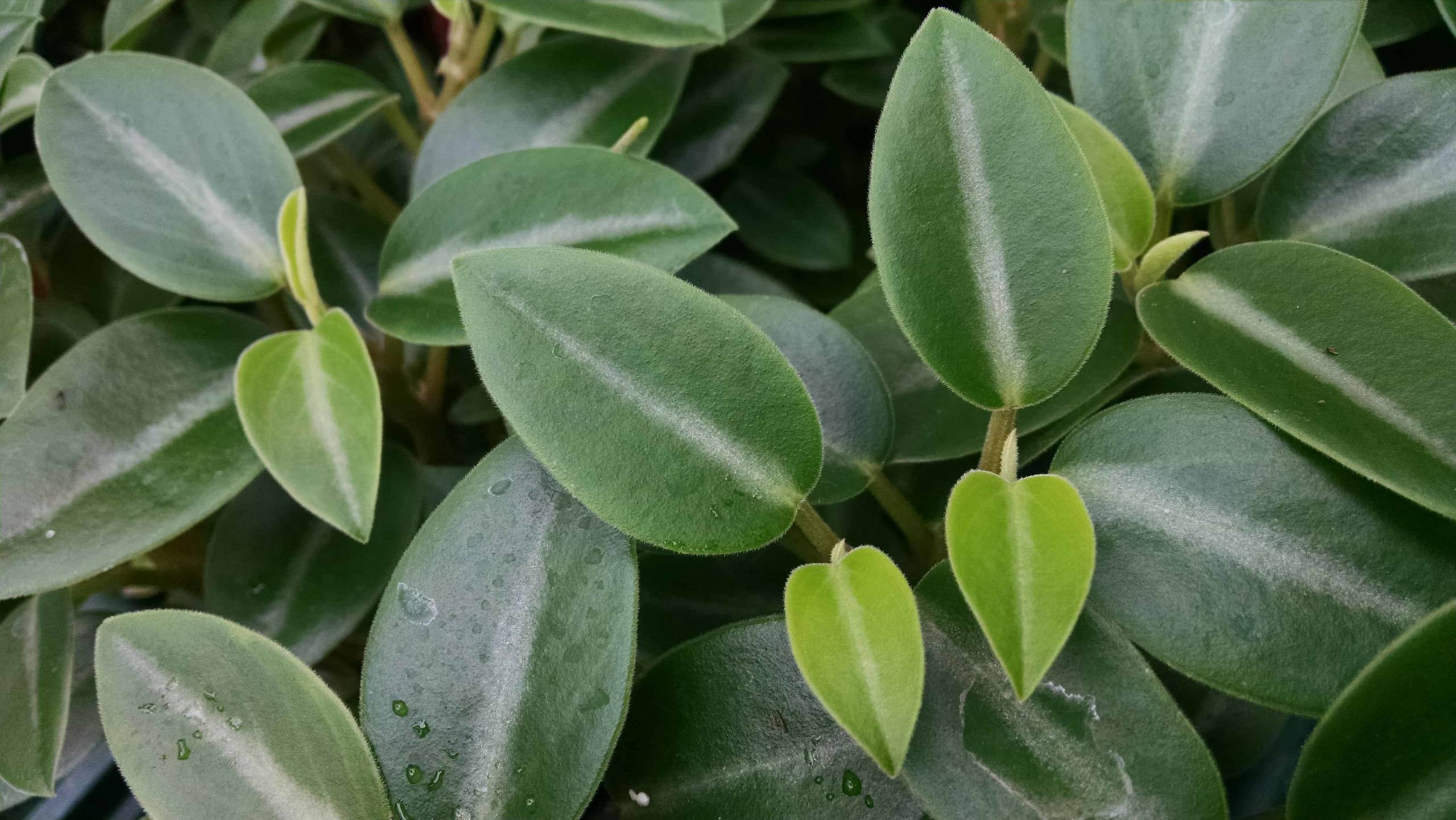 Cupid Peperomia glossy oval leaves by Studley Flower Gardens