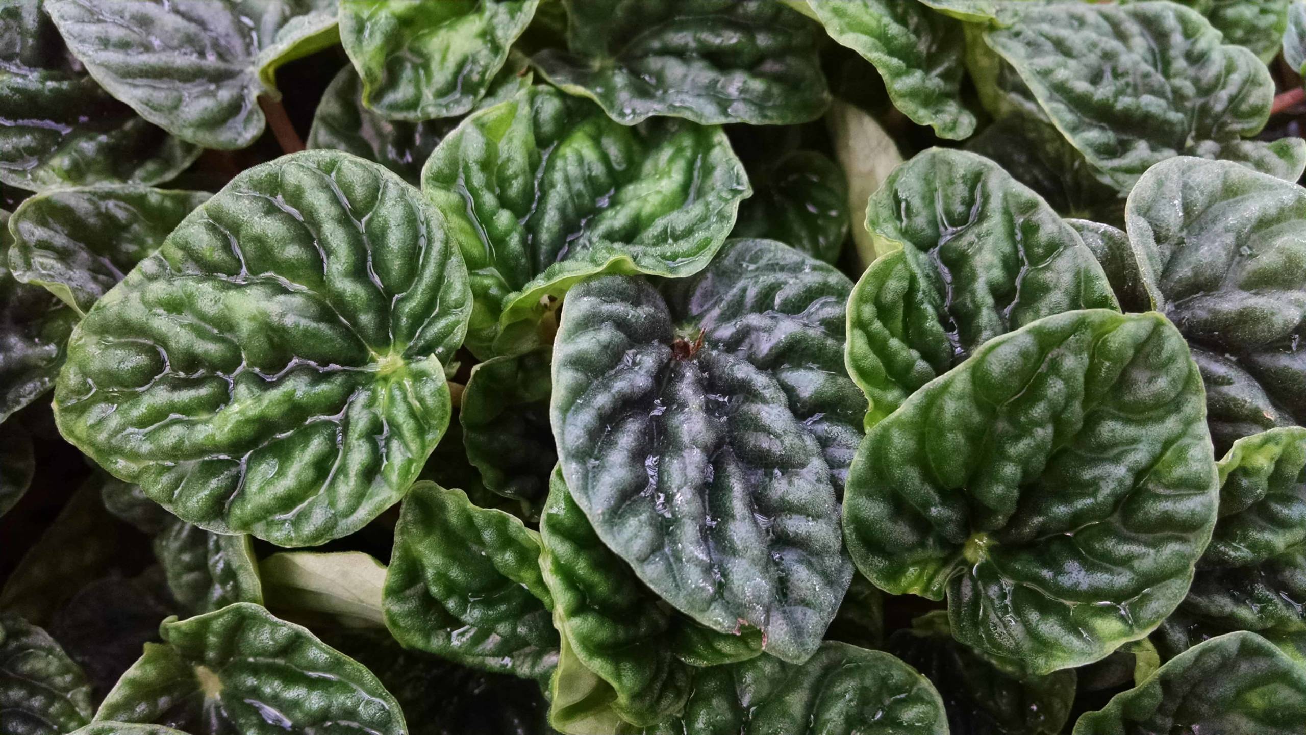 emerald ripple peperomia detail image