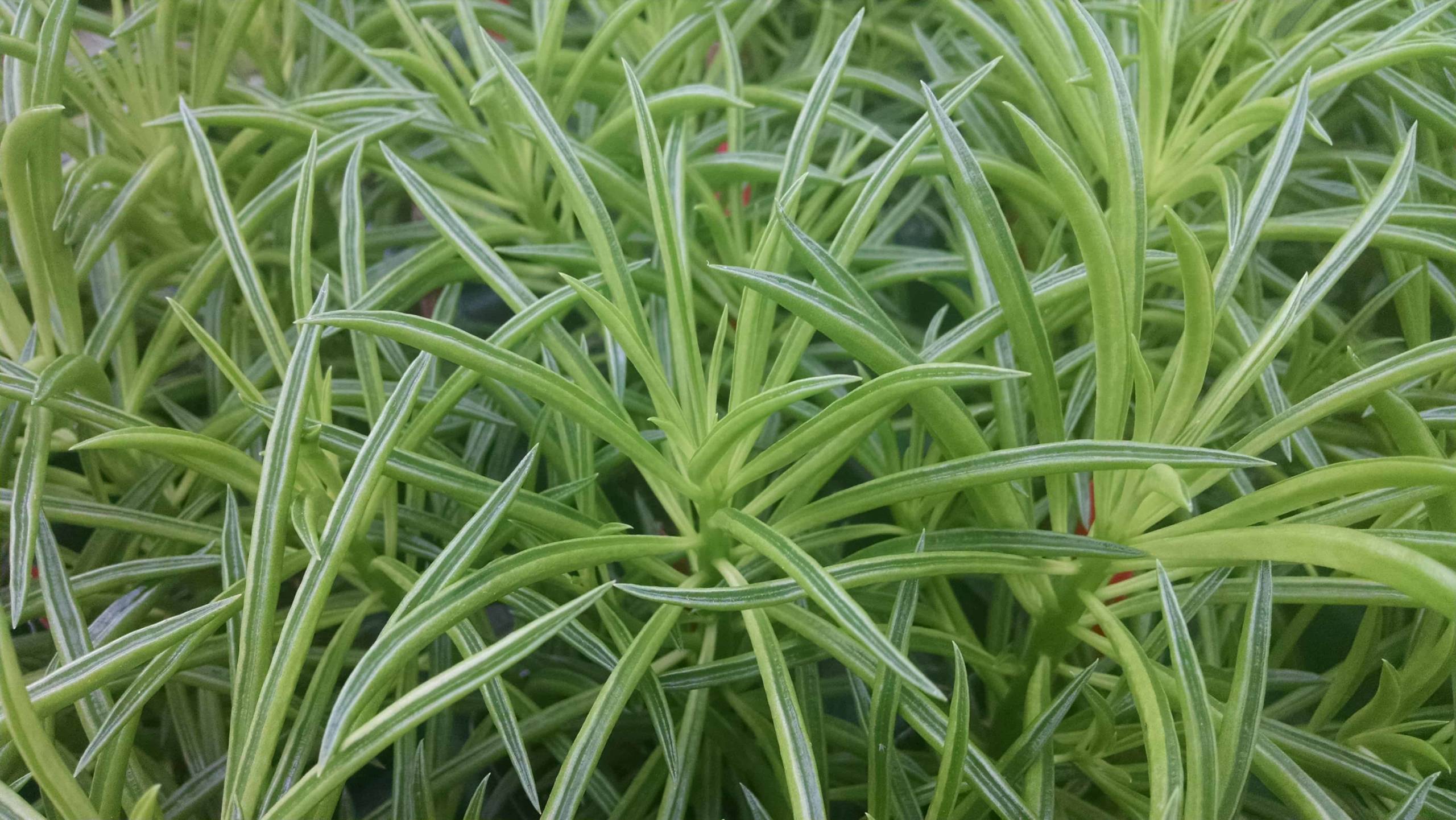 peperomia ferreyrae detail image