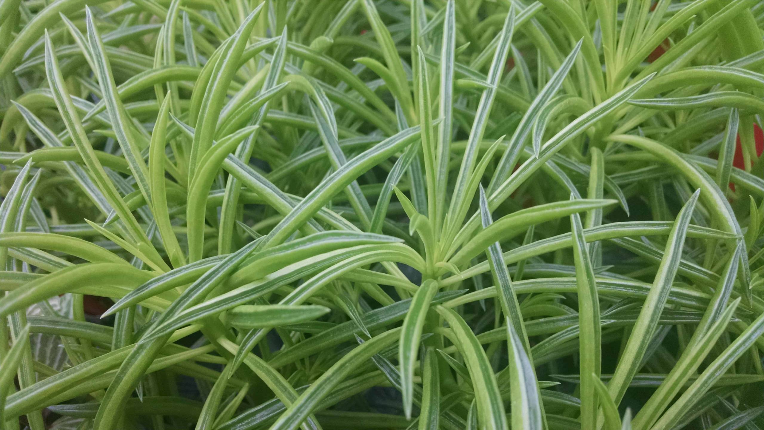 Peperomia ferreyrae succulent on a windowsill by Studley Flower Gardens