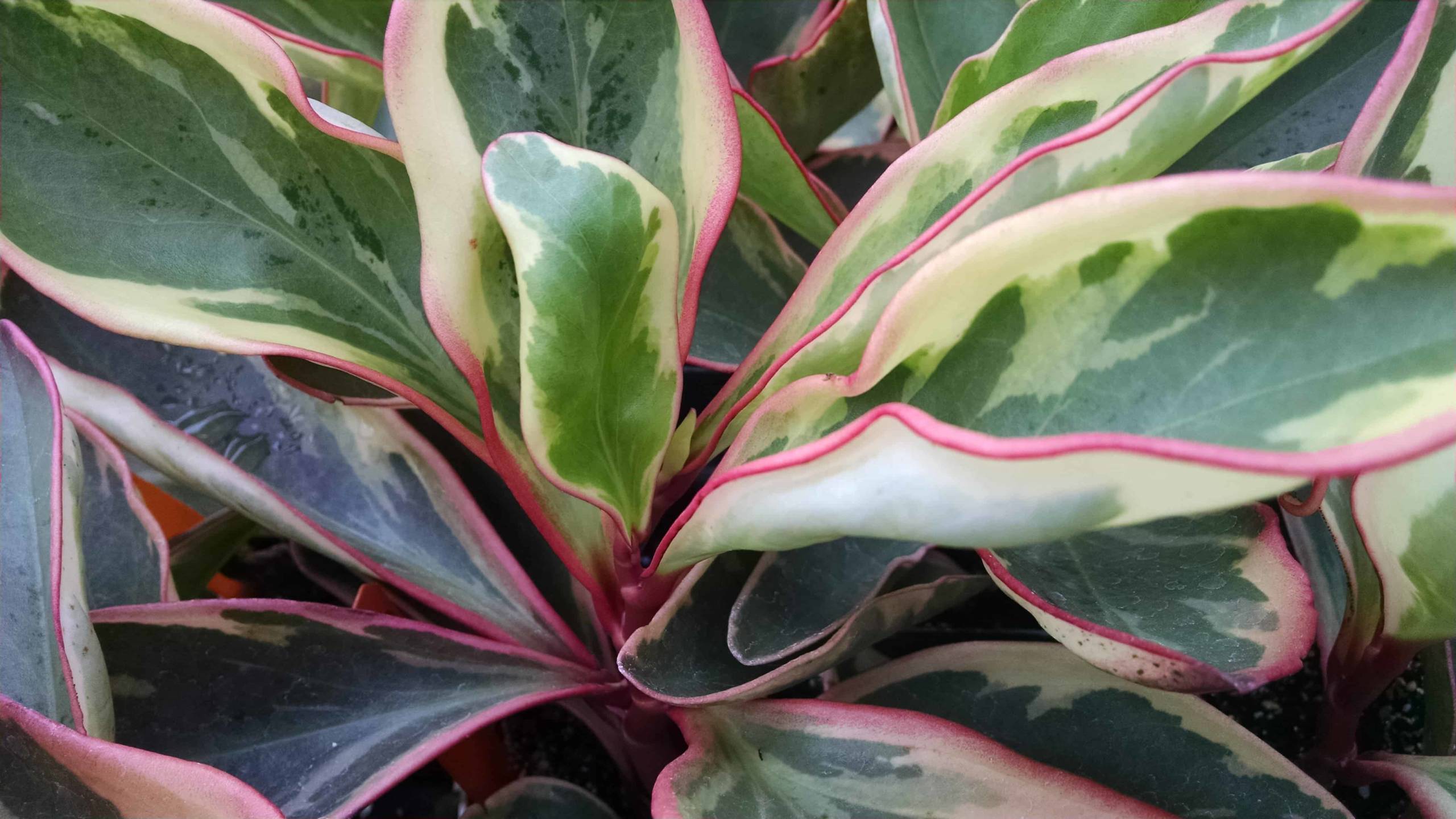 Ginny peperomia with green leaves and creamy pink-edged margins by Studley Flower Gardens