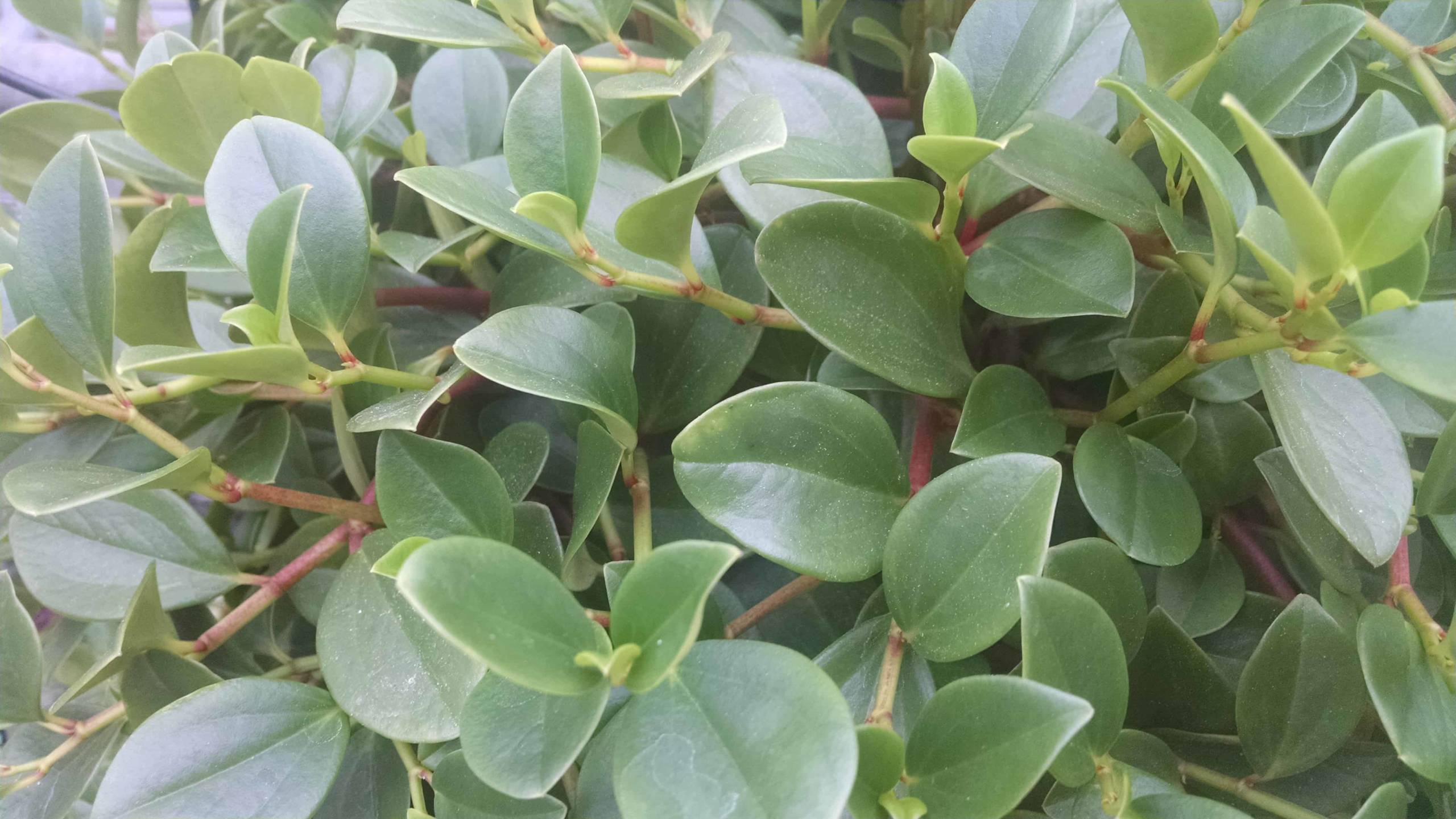 green trailing peperomia detail image