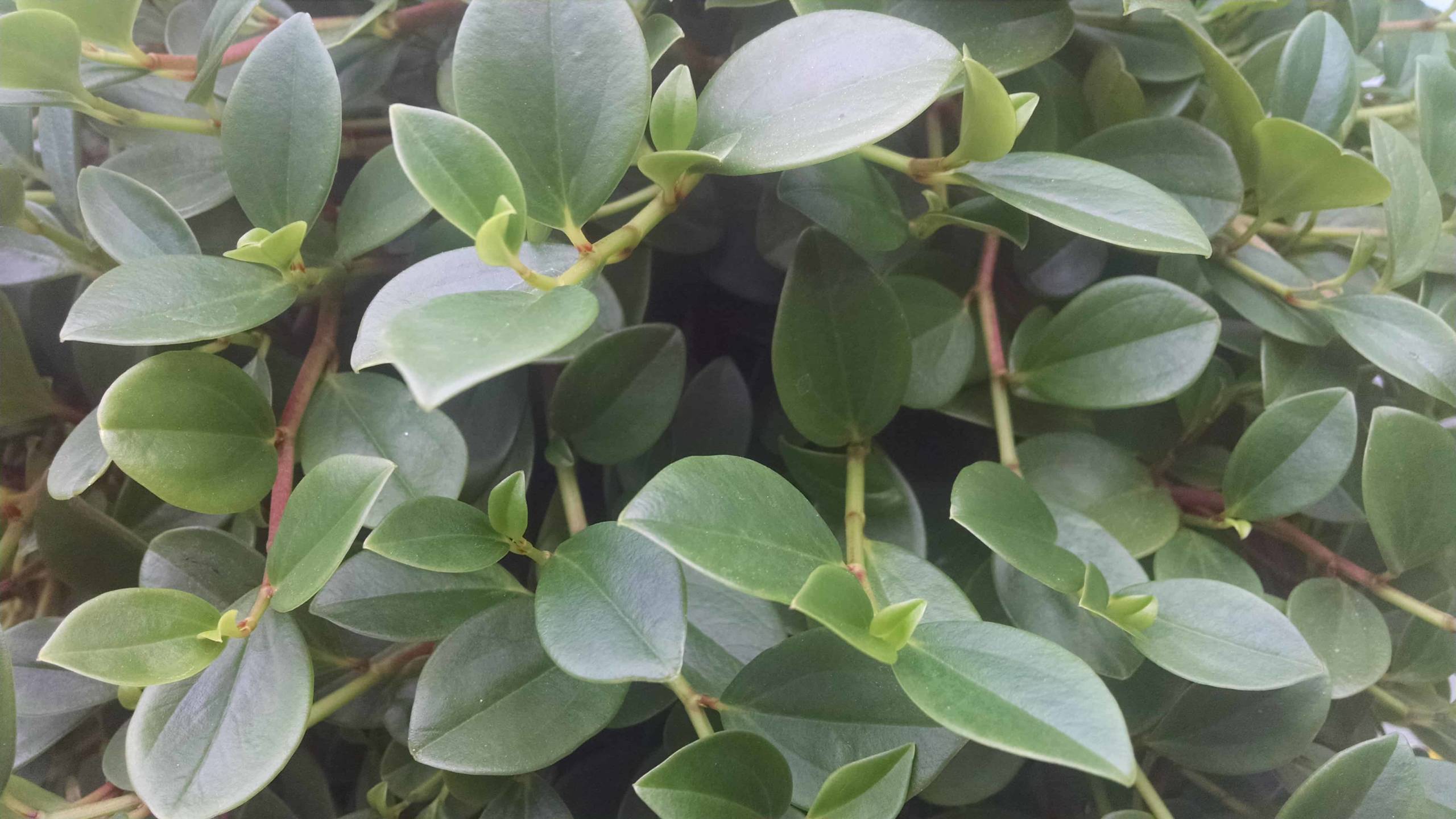 Green trailing peperomia with cascading foliage by Studley Flower Gardens