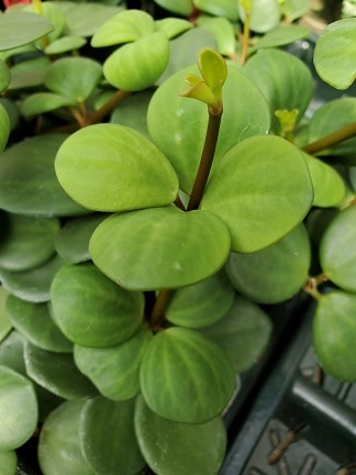 Hope peperomia with muted coral stems and delicate striped foliage by Studley Flower Gardens