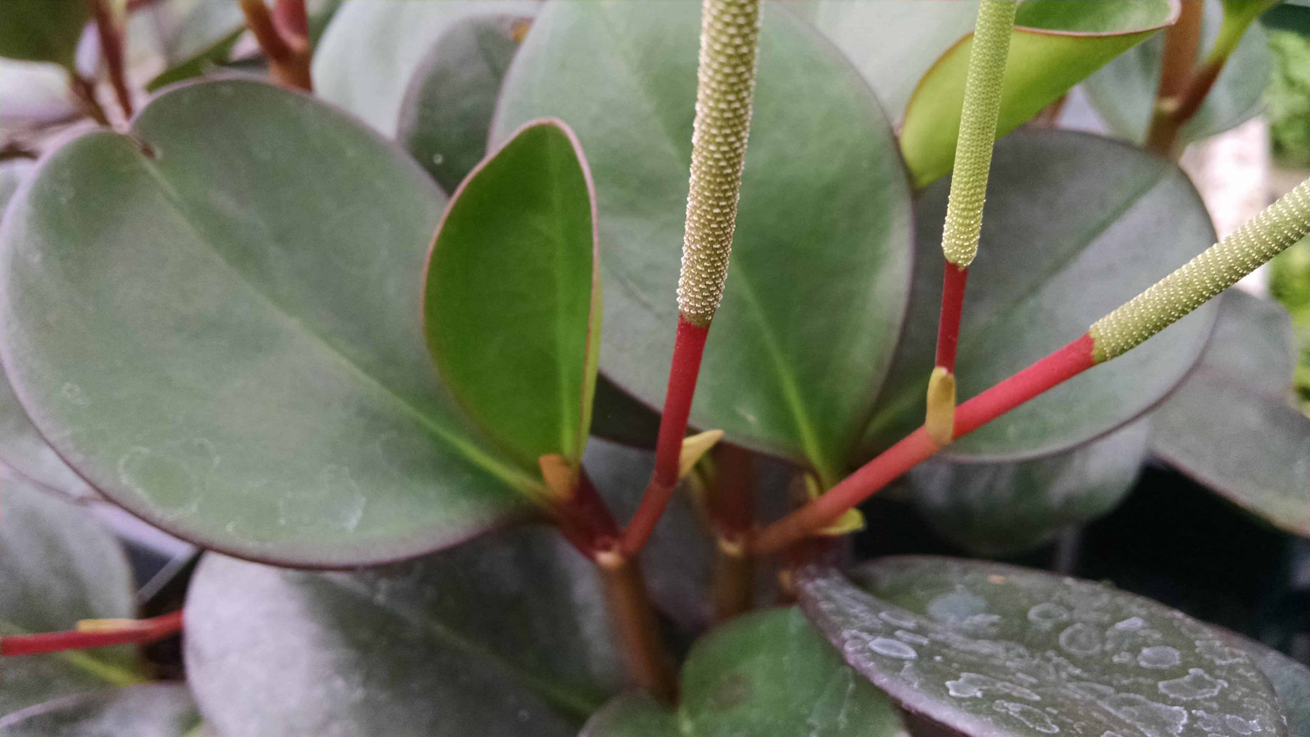 Oval leaf peperomia with shiny, thick green leaves by Studley Flower Gardens