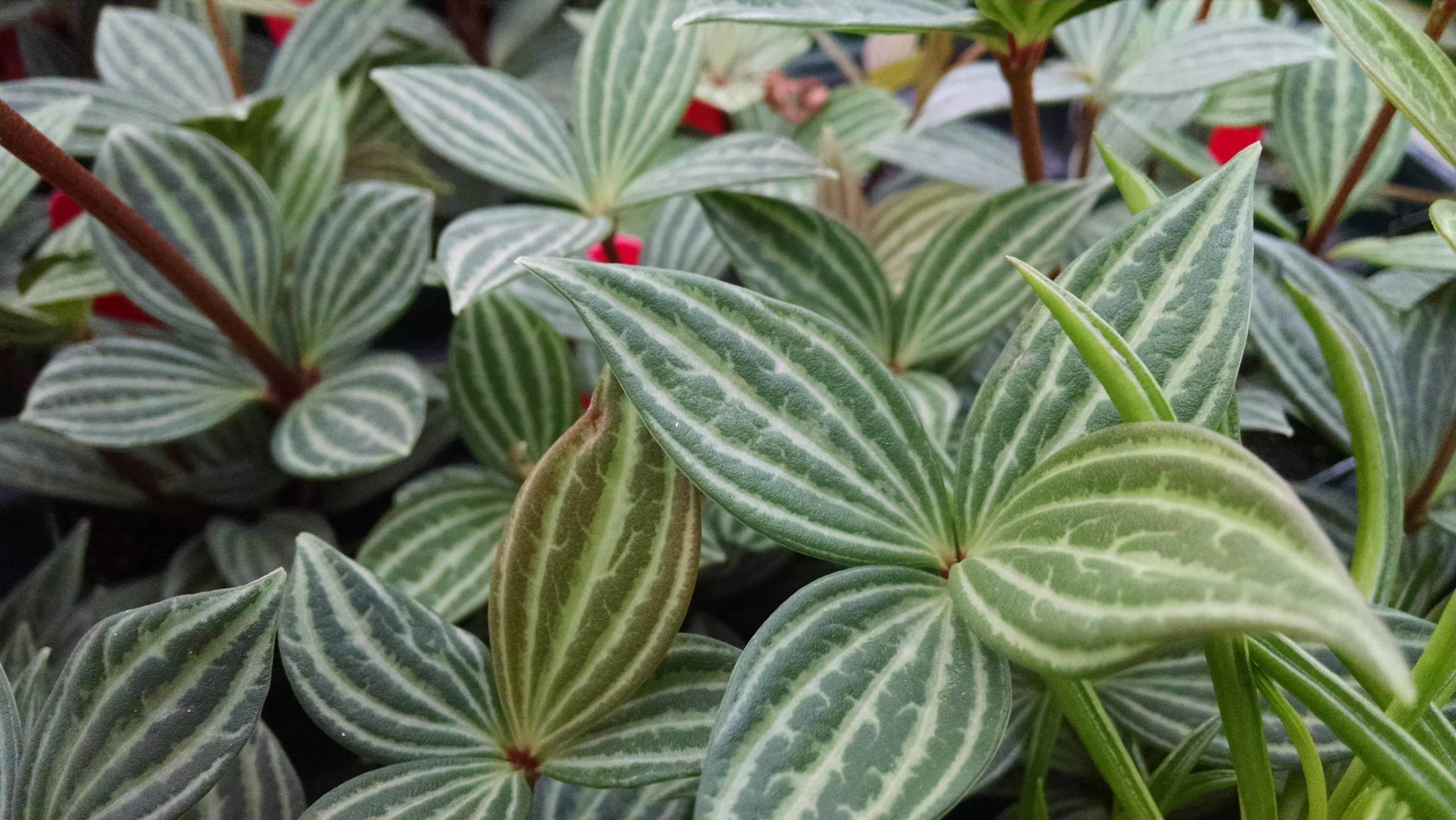 Parallel peperomia with upright burgundy stems and whorled leaves by Studley Flower Gardens