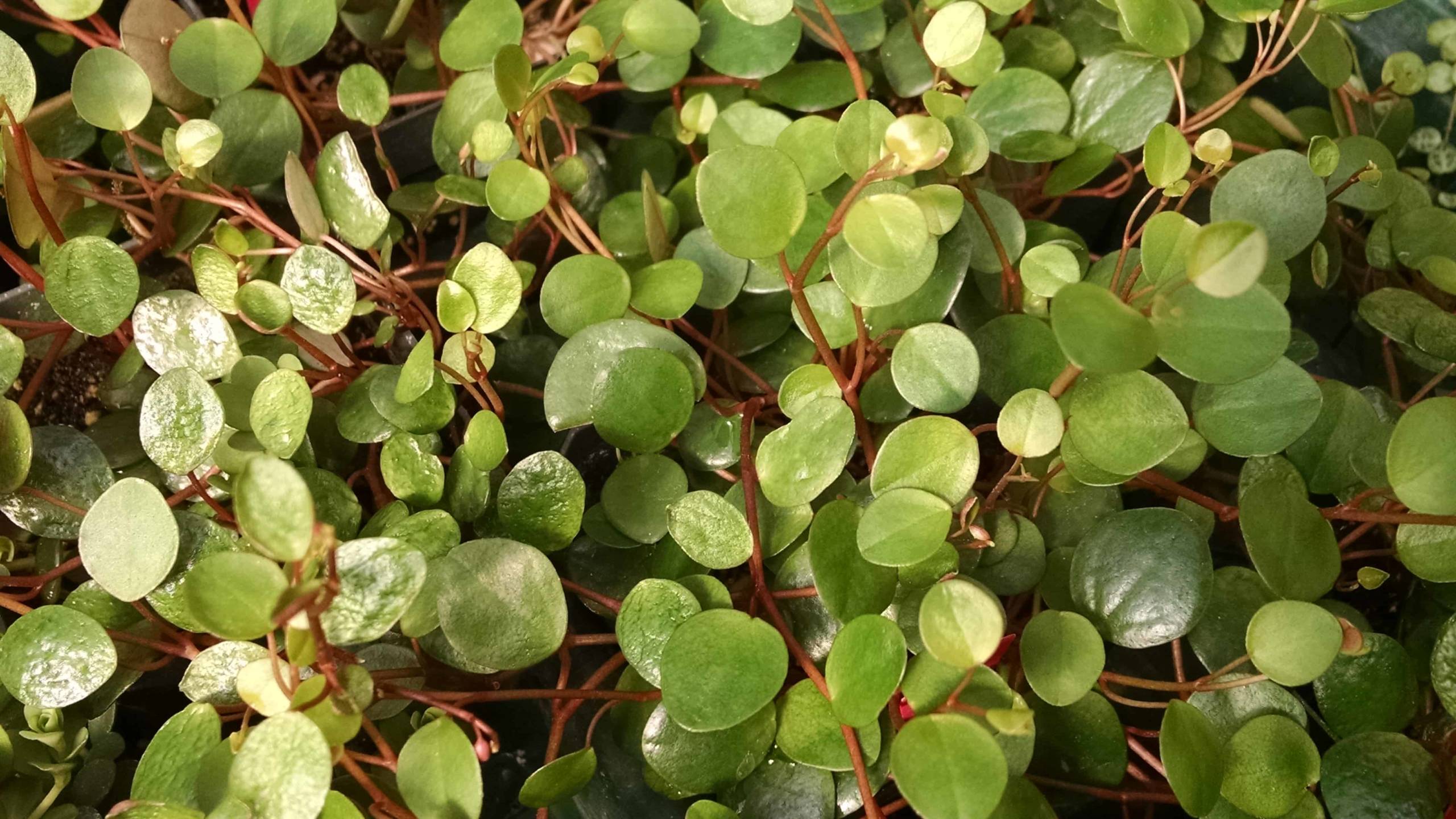 pepperspot peperomia detail image