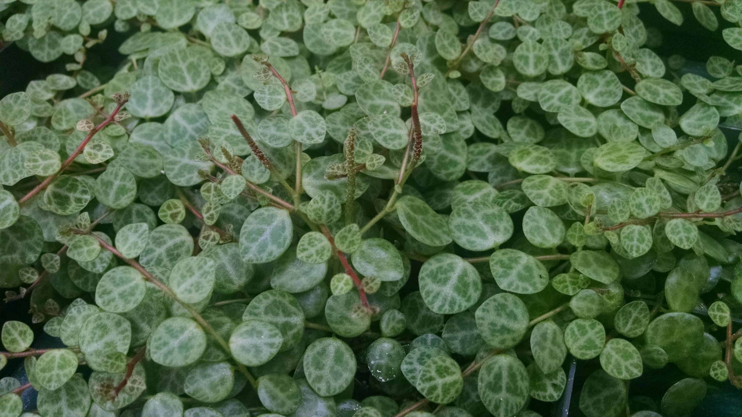 prostrate peperomia, string of turtles detail image