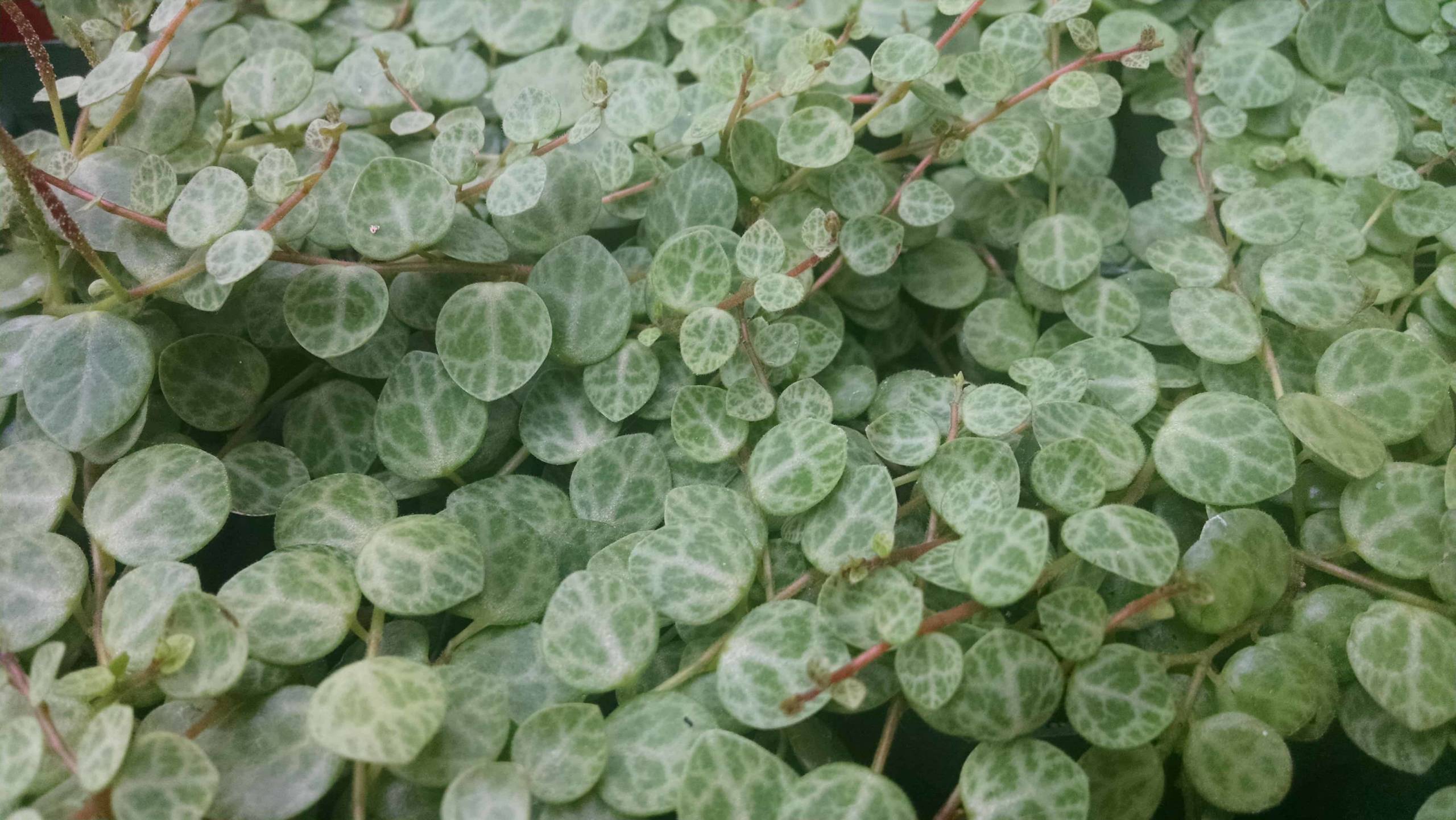 Prostrate peperomia, String of Turtles trailing foliage by Studley Flower Gardens