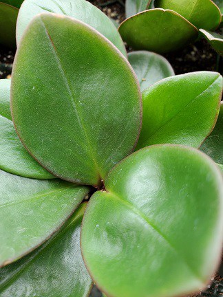 Red Edge Peperomia with thick glossy green leaves and red edges by Studley Flower Gardens