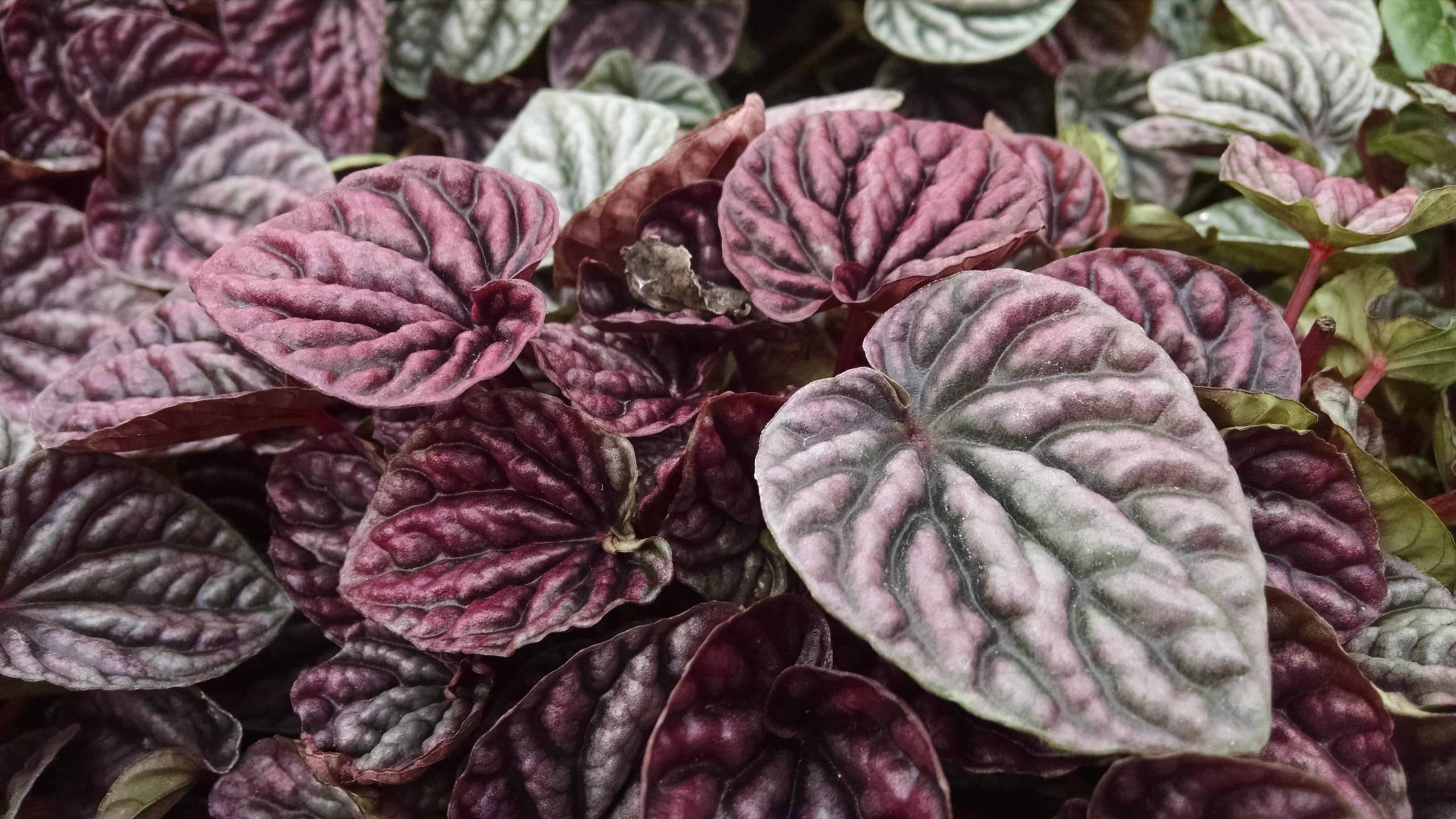 red ripple peperomia detail image