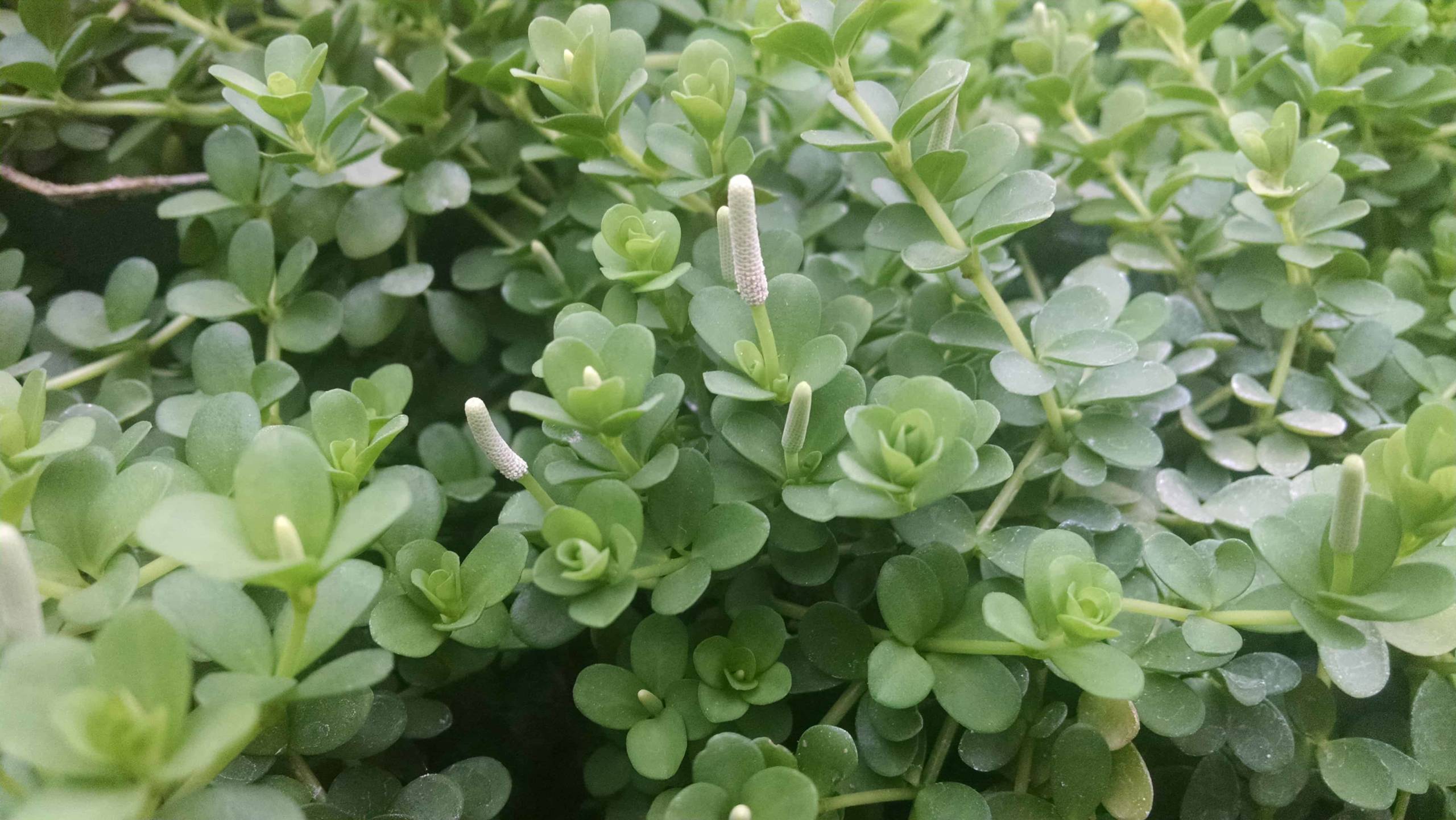 Peperomia deppeana with petite mid-green oval leaves by Studley Flower Gardens