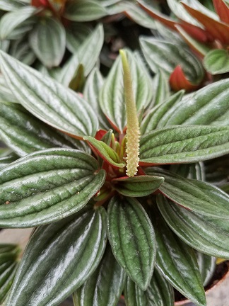 Rosso Peperomia with deep green grooved leaves and red undersides by Studley Flower Gardens