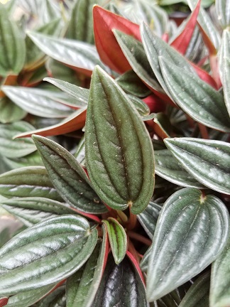 Rosso peperomia plant with vibrant red leaves in terrarium by Studley Flower Gardens