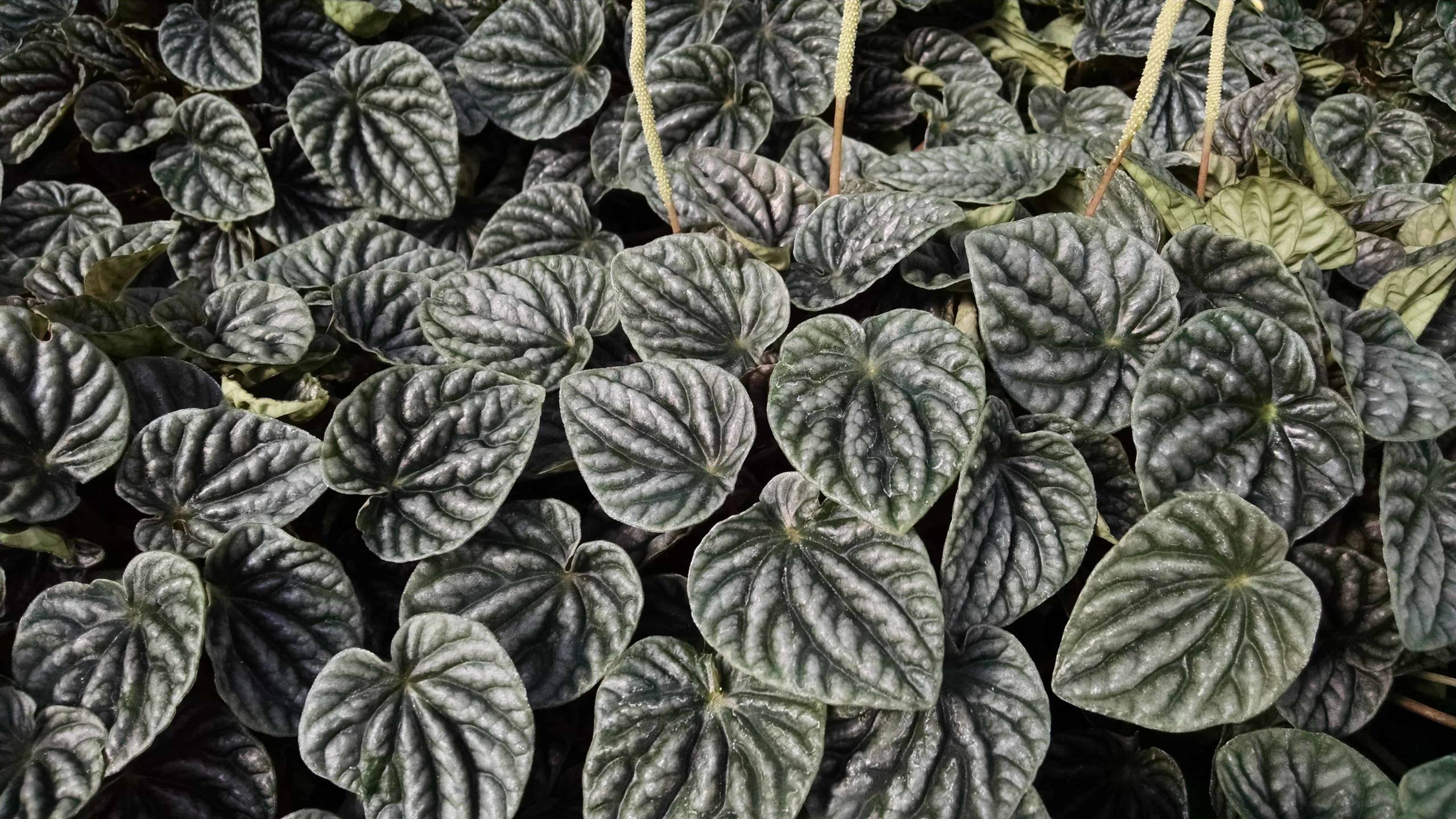 silver ripple peperomia detail image