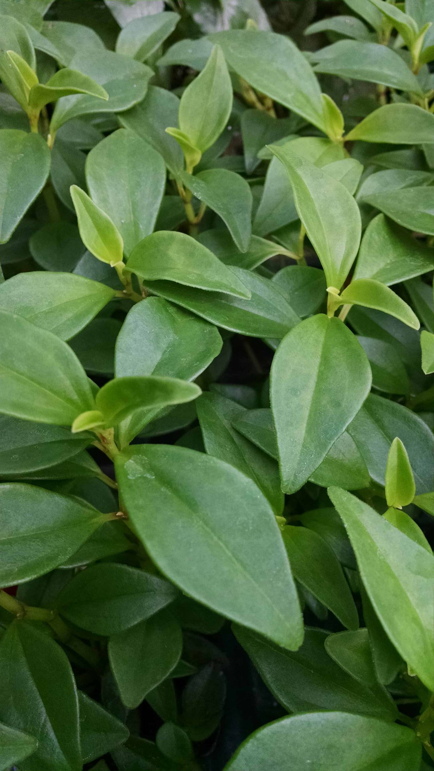 trinervula peperomia detail image
