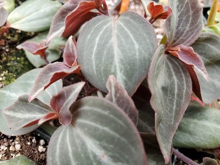 Peperomia trinervis with gray green leaves and silver veining by Studley Flower Gardens