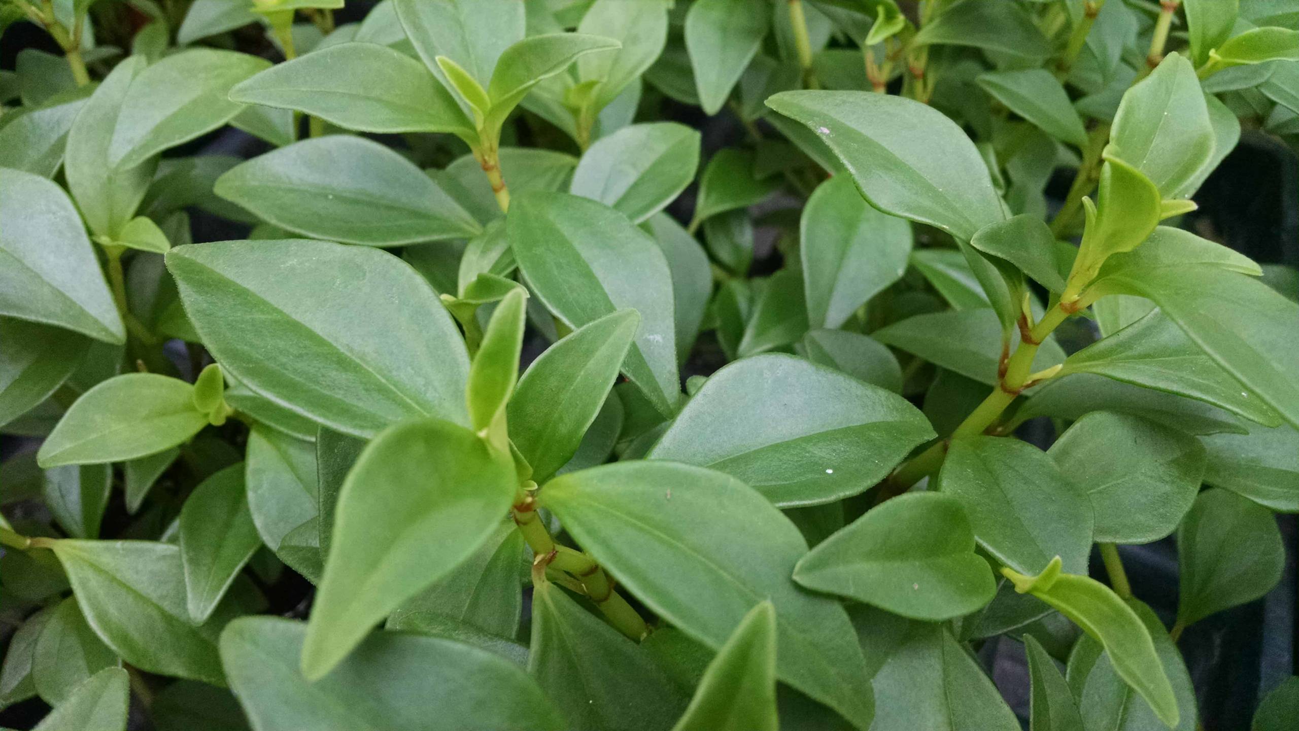 Trinervula peperomia with scaled foliage by Studley Flower Gardens