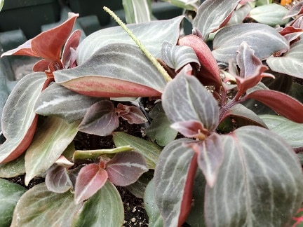 Peperomia trinervis plant with textured green leaves in partial shade by Studley Flower Gardens