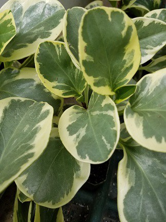 Variegated peperomia with thick oval leaves and white splotches by Studley Flower Gardens