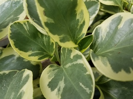 Variegated peperomia with green and cream leaves on a windowsill by Studley Flower Gardens