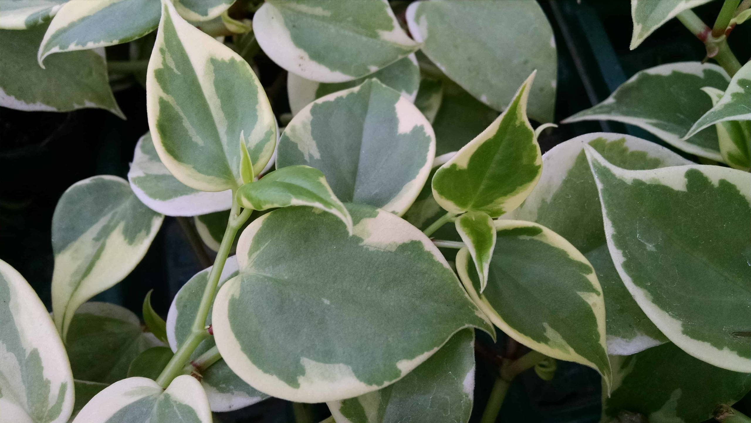 Variegated trailing peperomia with bicolor heart-shaped leaves by Studley Flower Gardens
