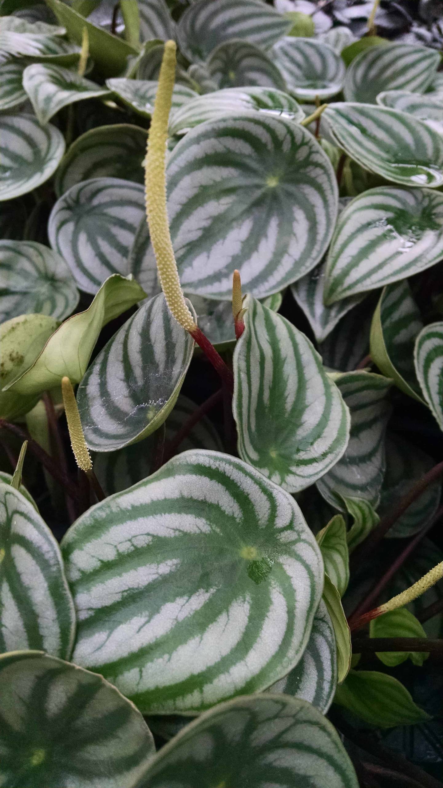 watermelon peperomia detail image