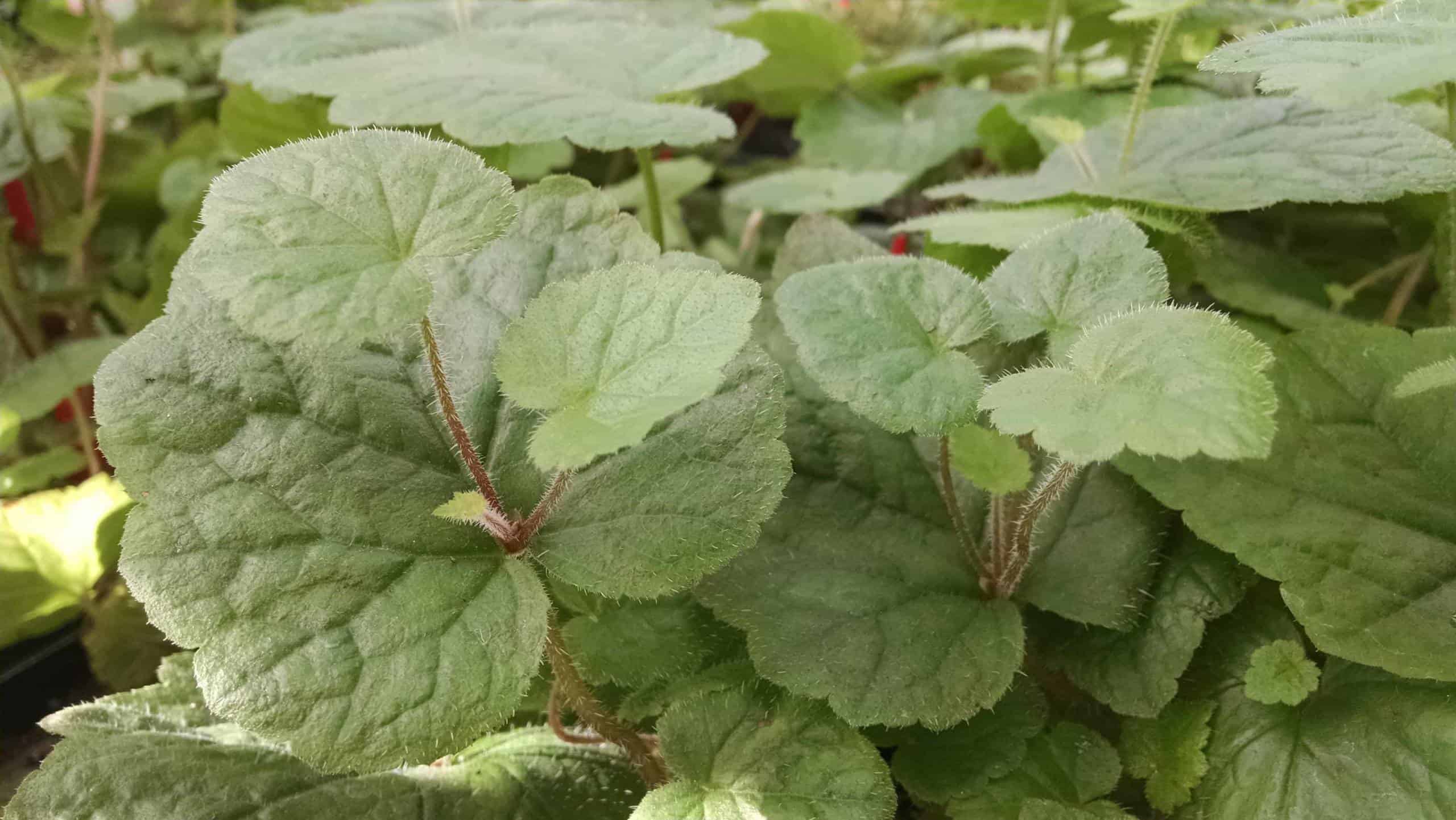 piggyback plant detail image
