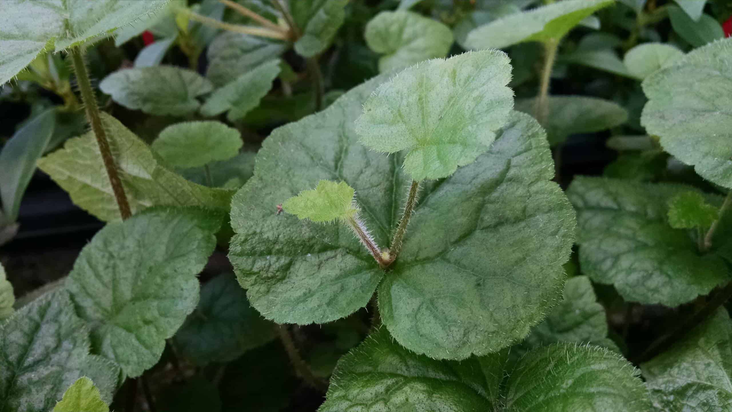 Piggyback plant trailing foliage by Studley Flower Gardens